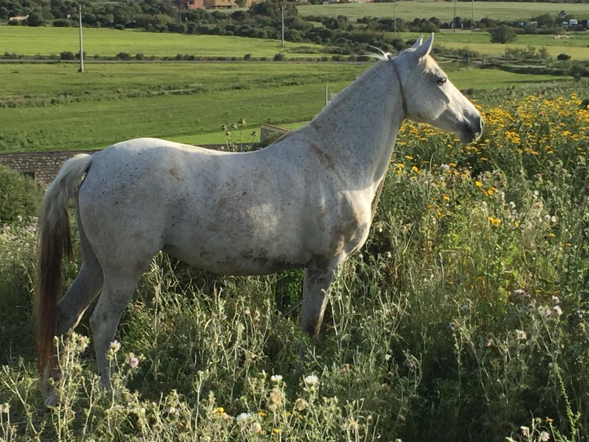 Agriturismo Su Meurreddu Tratalias Bagian luar foto